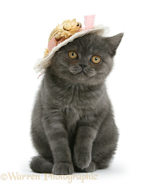Grey kitten with a straw hat on, white background