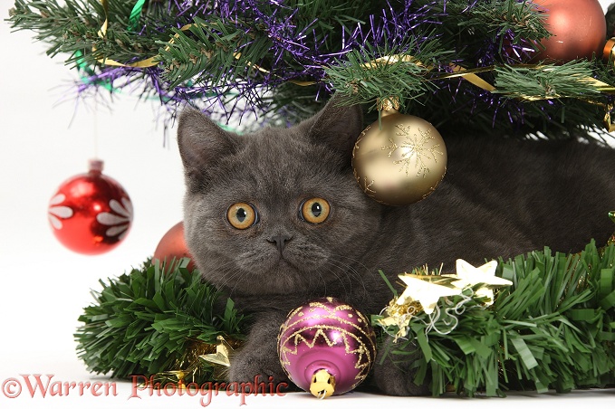 Grey kitten under a Christmas tree, white background