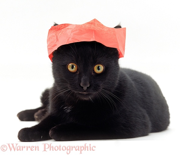 Black cat in a Christmas cracker hat, white background