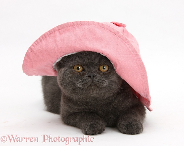 Grey kitten wearing a pink floppy hat, white background