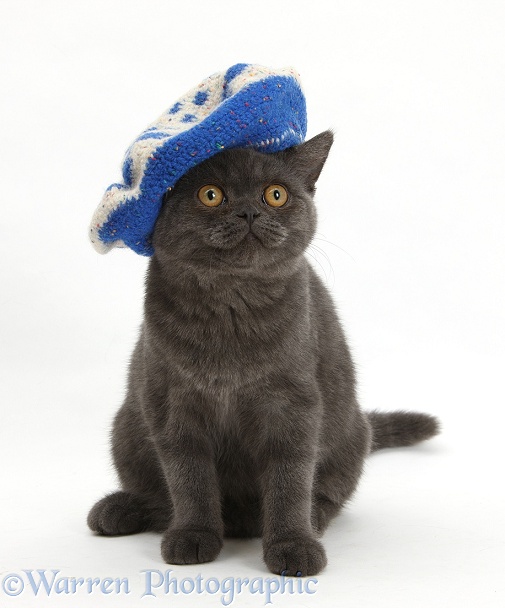 Grey kitten wearing a blue knitted beret hat, white background