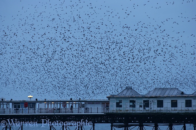 European Starlings (Sturnus vulgaris) flying to roost at dusk on a seaside pier.  Worldwide