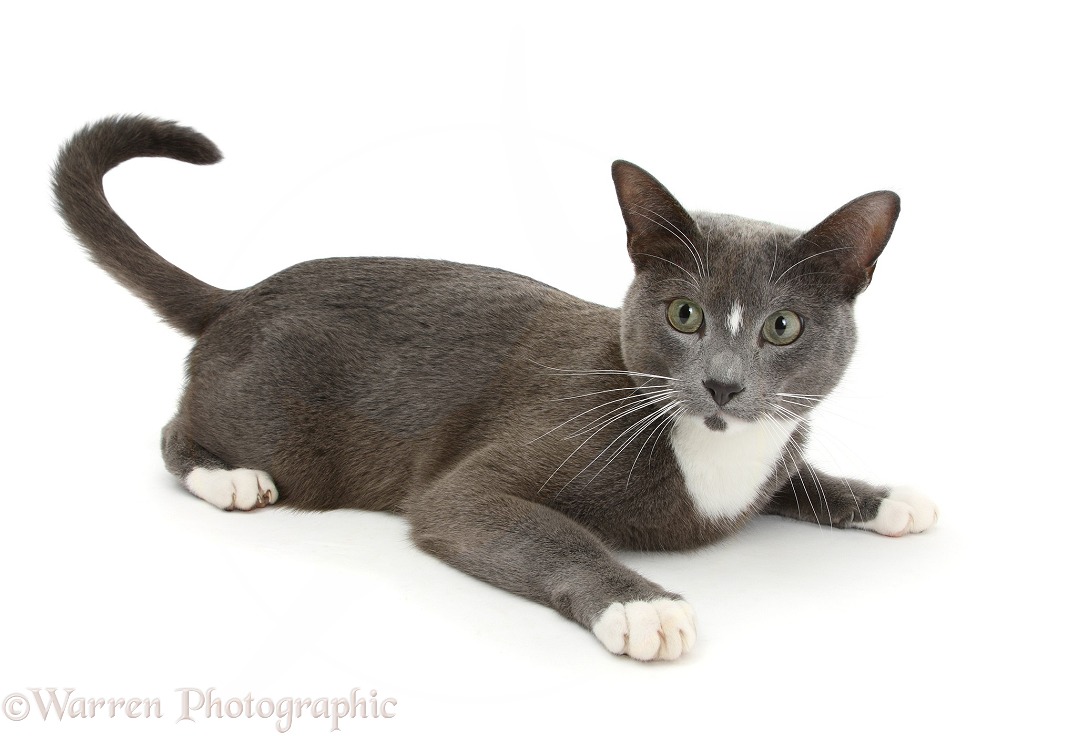 Blue-and-white Burmese-cross cat, Levi, lying head up, white background