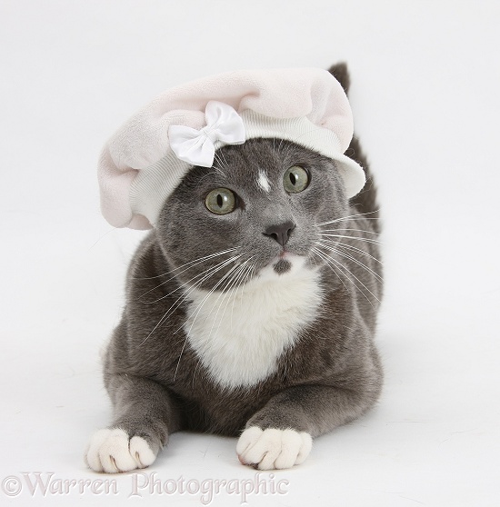 Blue-and-white Burmese-cross cat, Levi, wearing a baby hat, white background