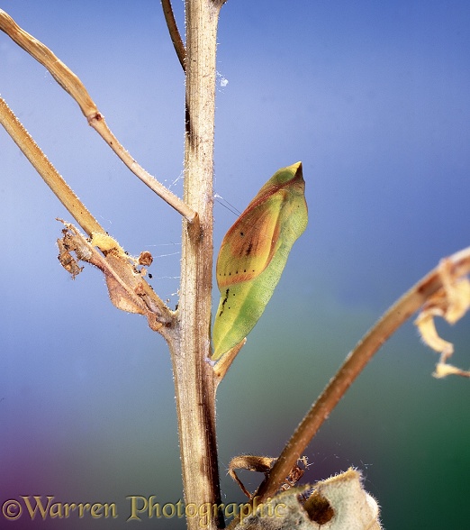 Clouded Yellow Butterfly (Colias croceus) pupa