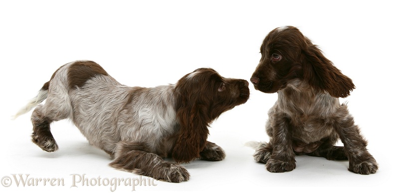 Chocolate roan Cocker Spaniel pups, 12 weeks old, playing, white background