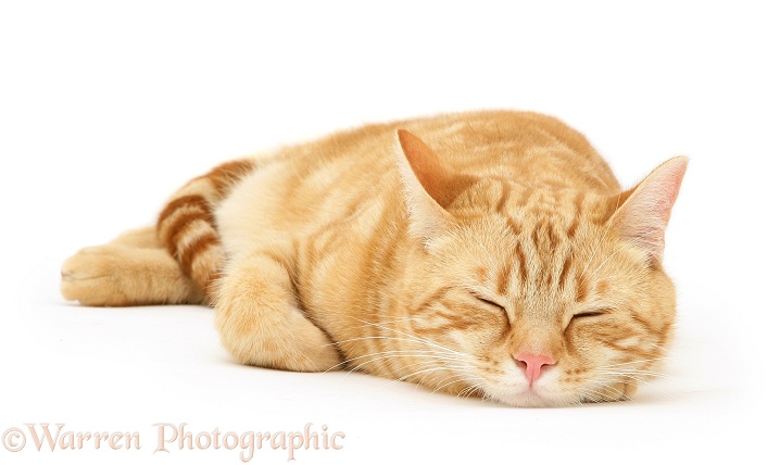 Ginger cat, Benedict, asleep, white background