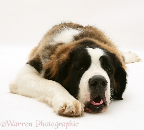 Sleepy Saint Bernard, Emily, white background