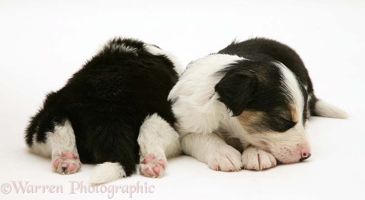 Tricolour Border Collie pups, 5 weeks old, asleep, white background