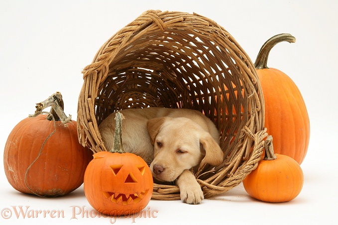 Sleepy Yellow Retriever pup with wicker basket and pumpkins at Halloween, white background