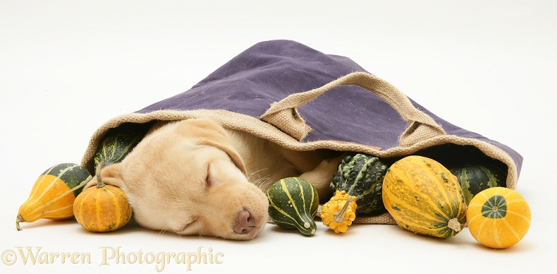 Yellow Retriever pup asleep with gourds in a cloth bag, white background