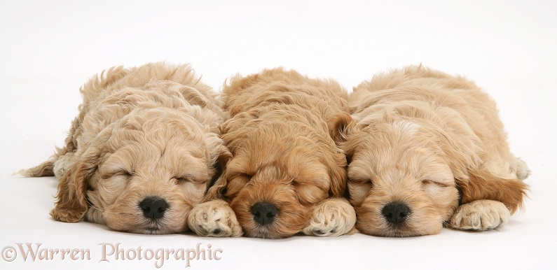 Sleepy American Cockapoo puppies, white background