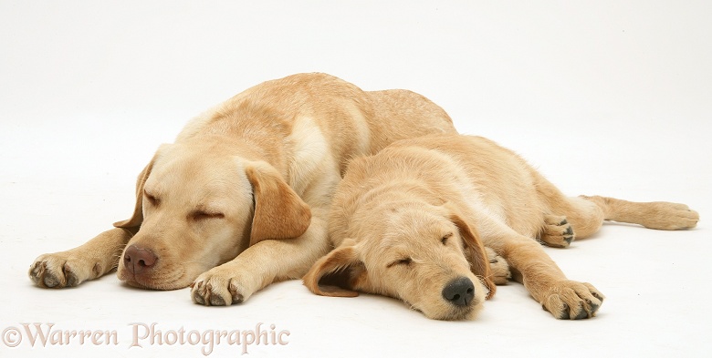 Sleepy Yellow Labrador Retriever, Millie, with Yellow Labradoodle pup, Maddy, white background