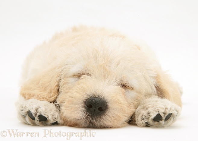 Sleepy Woodle (West Highland White Terrier x Poodle) pup, white background