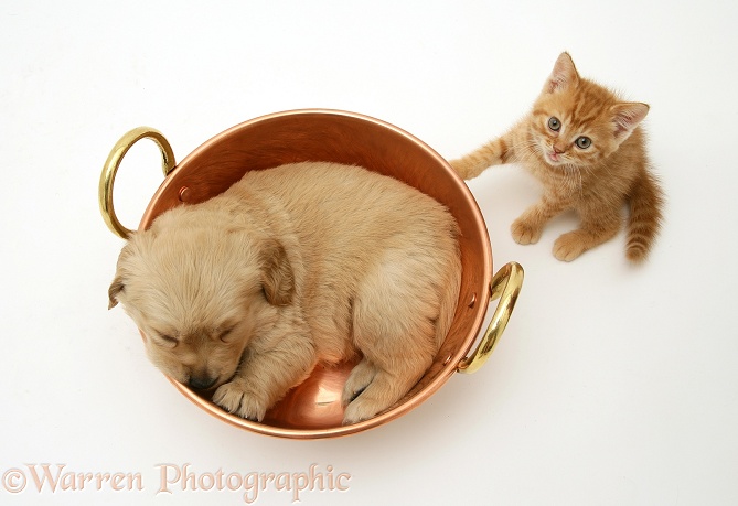 Golden Retriever pup sleeping in a copper pan and red spotted British Shorthair kitten looking up, white background