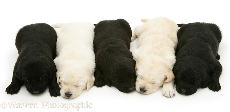 Sleepy black and yellow Goldador Retriever pups, white background