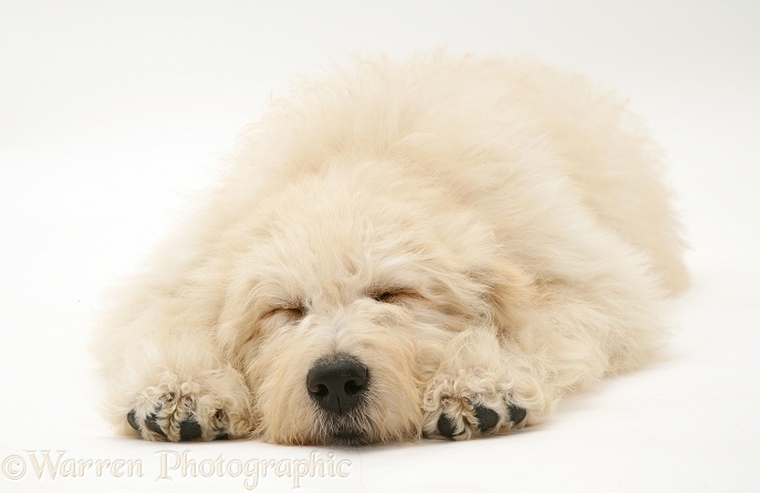 Sleepy Cream Labradoodle pup, white background
