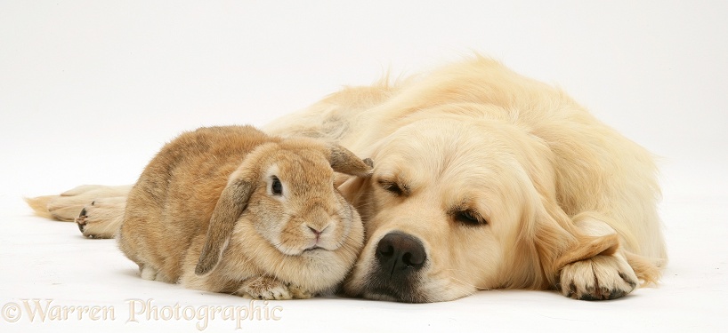 Sleepy Golden Retriever bitch, Lola, with sandy Lop rabbit, white background