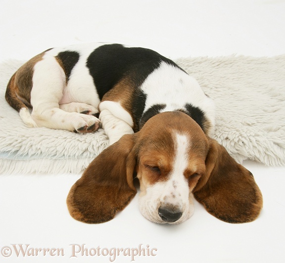 Basset pup sleeping, white background