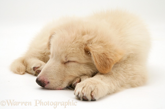 White German Shepherd Dog pup asleep, white background