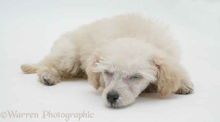 Miniature Apricot Poodle pup sleeping, white background