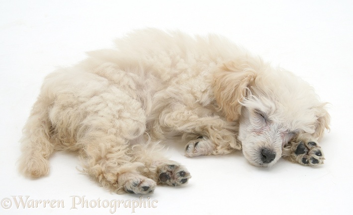 Miniature Apricot Poodle pup sleeping, white background