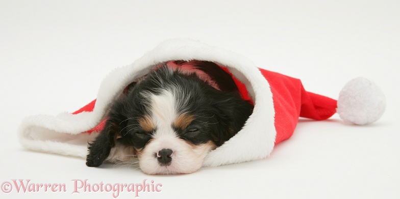Tricolour Cavalier King Charles Spaniel pup sleeping in a Father Christmas hat, white background