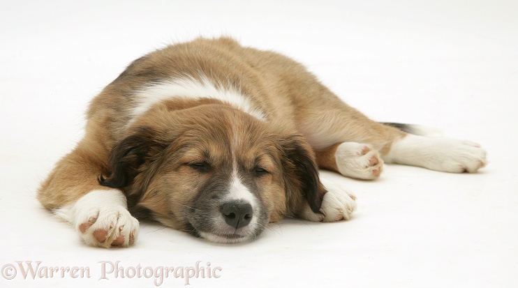 Sleepy Border Collie pup, white background