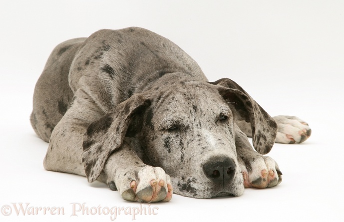 Sleepy Blue Harlequin Great Dane pup Maisie, white background