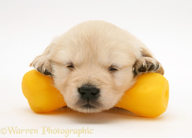 Golden Retriever pup asleep on yellow plastic bone, white background