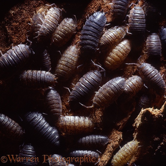 Common Rough Woodlouse (Porcellio scaber) group sheltering in a crevice under tree bark