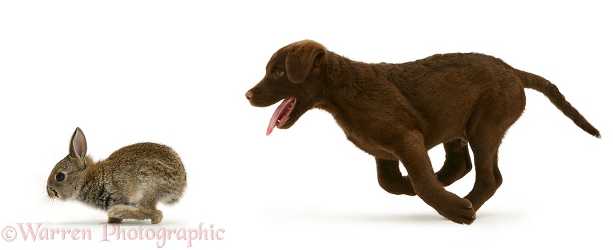Chesapeake Bay Retriever dog pup, Teague, chasing a young rabbit, white background
