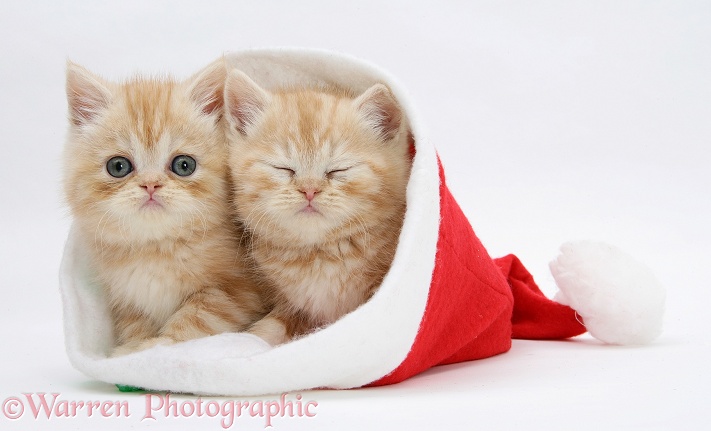 Sleepy Ginger kittens in a Father Christmas hat, white background