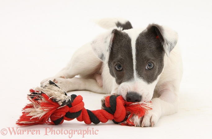Blue-and-white Jack Russell Terrier pup, Scamp, chewing a ragger toy, white background