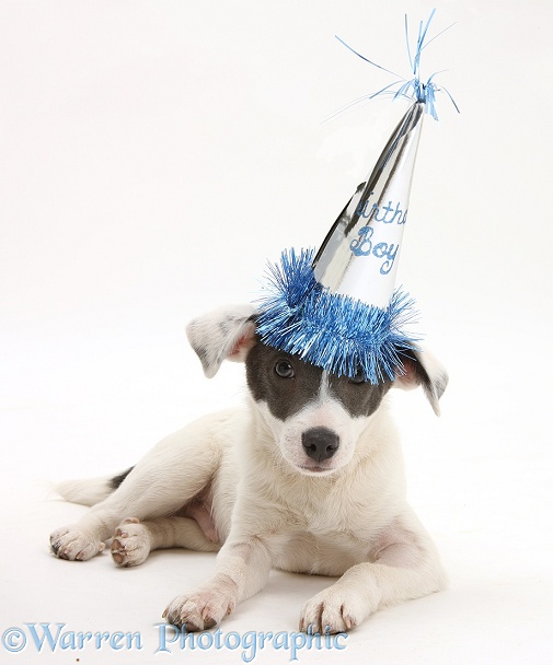 Blue-and-white Jack Russell Terrier pup, Scamp, wearing a birthday party hat, white background