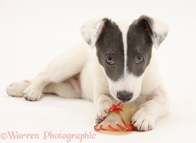 Blue-and-white Jack Russell Terrier pup, Scamp, chewing a rawhide shoe, white background