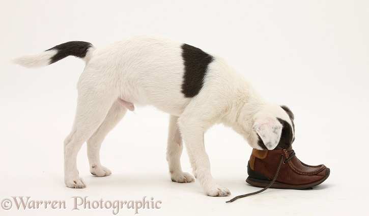 Blue-and-white Jack Russell Terrier pup, Scamp, investigating a child's shoe, white background