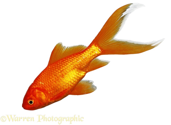 Goldfish (Carassius auratus), white background