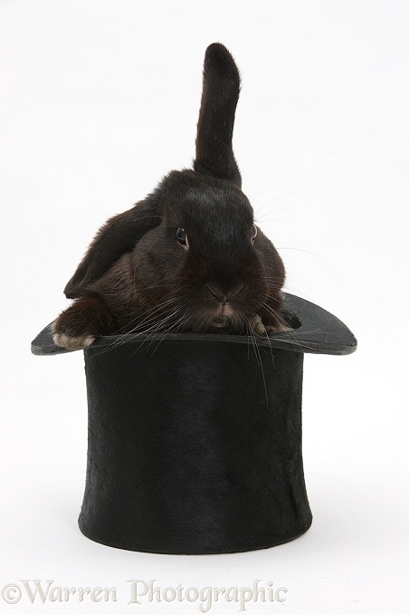 Black rabbit in a top hat, white background
