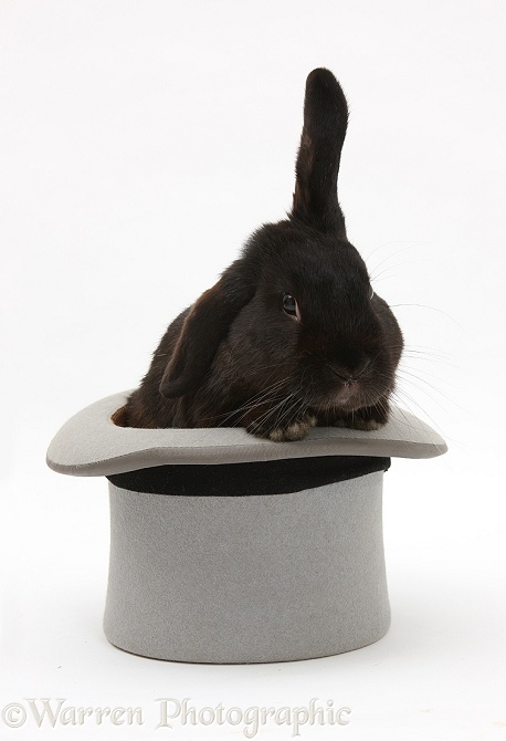 Black rabbit in a top hat, white background