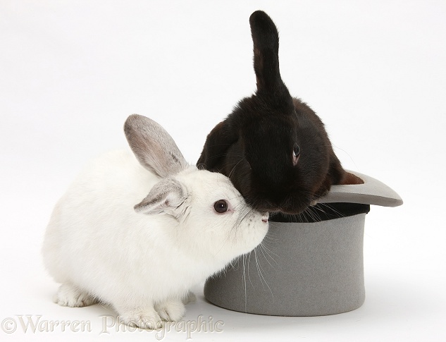 Black rabbit in a top hat with white rabbit, white background