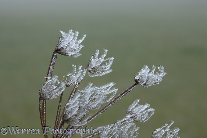 Hogweed (Heracleum sphondylium) deadhead with rime 'flowers'