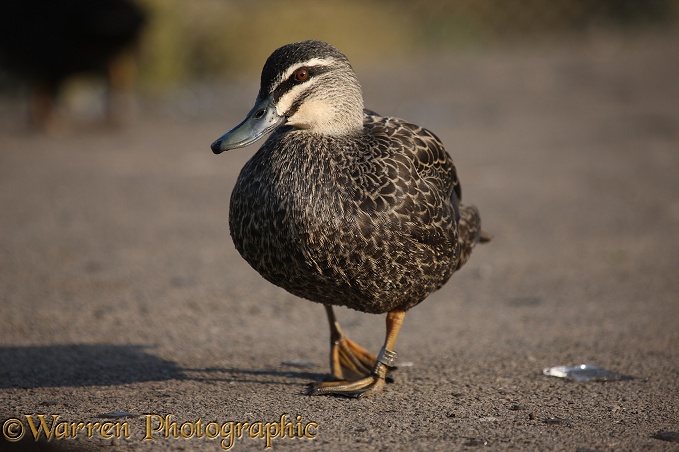 Pacific Black Duck (Anas superciliosa).  S.E. Asia and Pacific