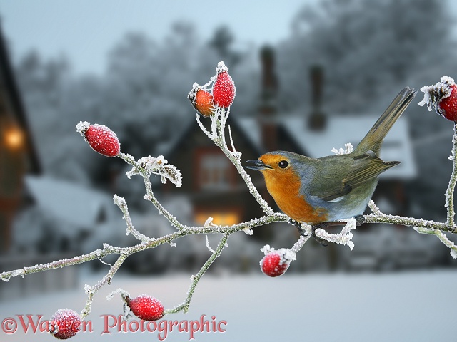 European Robin (Erithacus rubecula) on frosty briar.  Europe