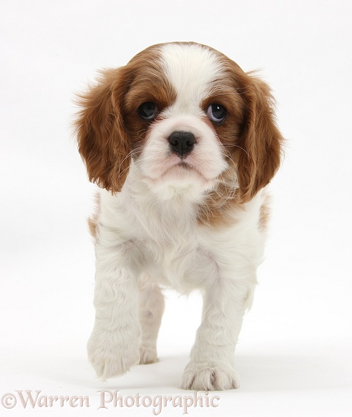Blenheim Cavalier King Charles Spaniel pup, white background