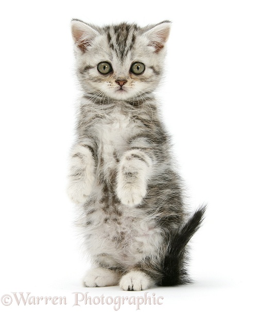 Silver tabby kitten sitting with paws up, white background