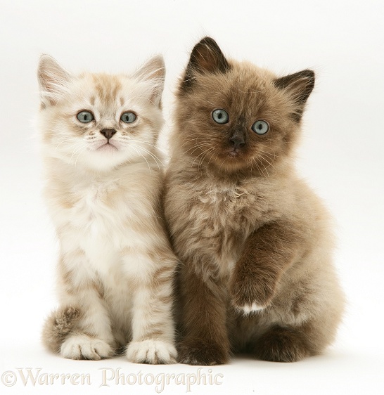 Sepia-tabby point and chocolate Birman-cross kittens sitting together, white background
