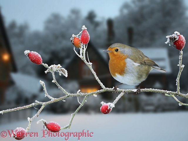 European Robin (Erithacus rubecula) on frosty briar.  Europe