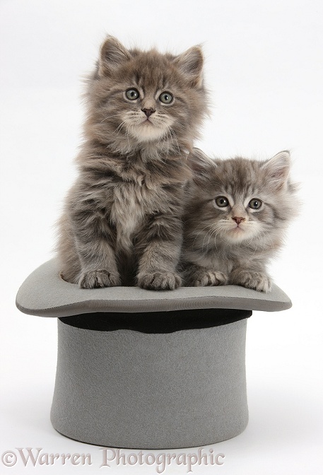 Maine Coon kittens, 7 weeks old, in a top hat, white background