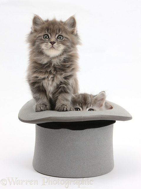 Maine Coon kittens, 7 weeks old, in a top hat, white background